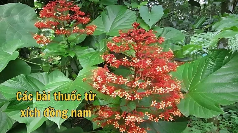 Xích đồng nam - Tác dụng, cách sử dụng và lưu ý khi dùng 4