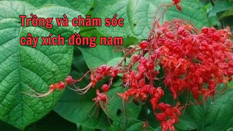 Xích đồng nam - Tác dụng, cách sử dụng và lưu ý khi dùng 6