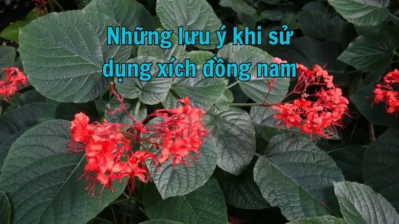 Xích đồng nam - Tác dụng, cách sử dụng và lưu ý khi dùng 8