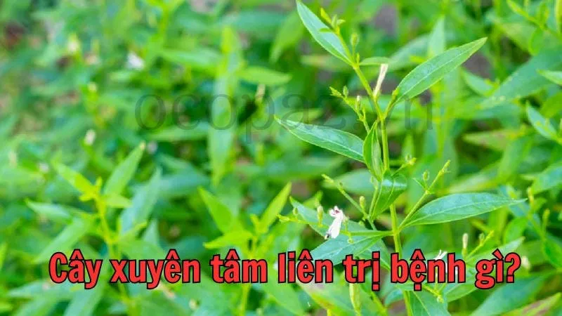 Cây xuyên tâm liên trị bệnh gì?