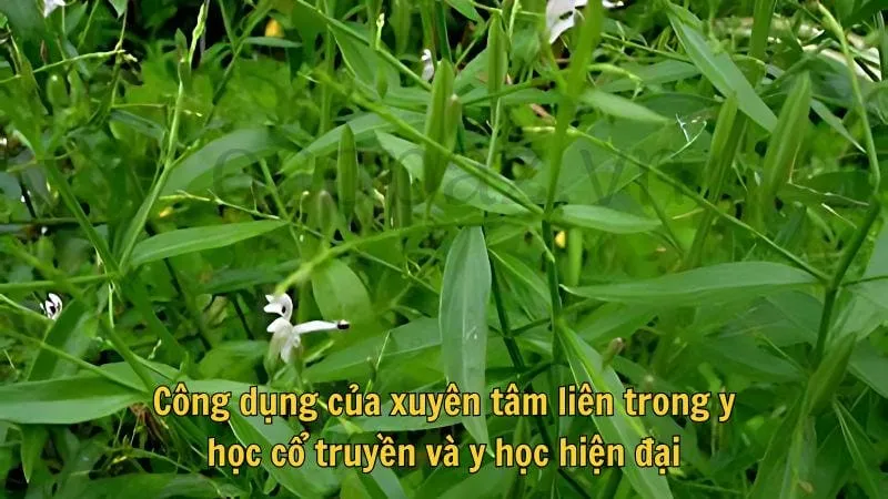 Công dụng của xuyên tâm liên trong y học cổ truyền và y học hiện đại