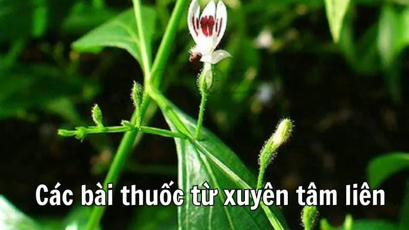 Các bài thuốc từ xuyên tâm liên