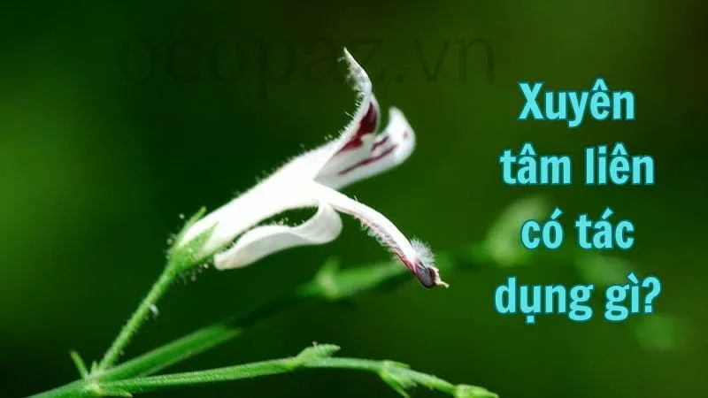 Xuyên tâm liên có tác dụng gì?