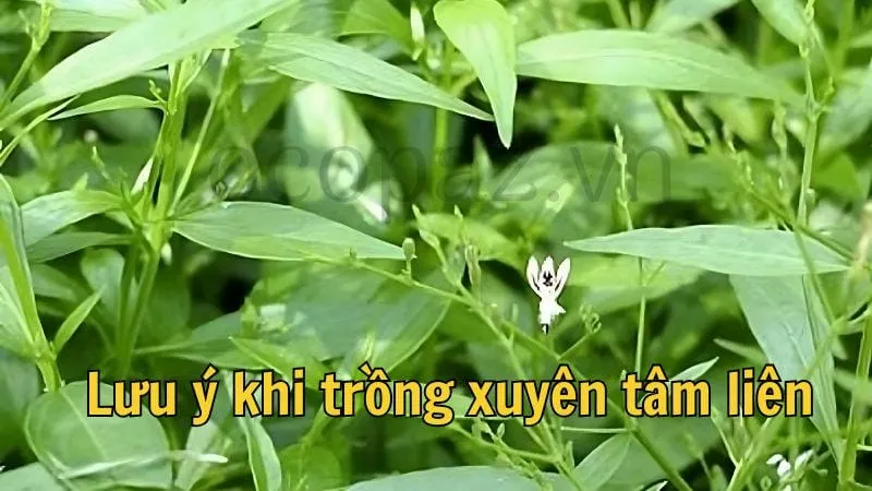 Lưu ý khi trồng xuyên tâm liên