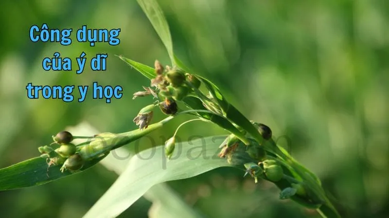 Công dụng của ý dĩ trong y học