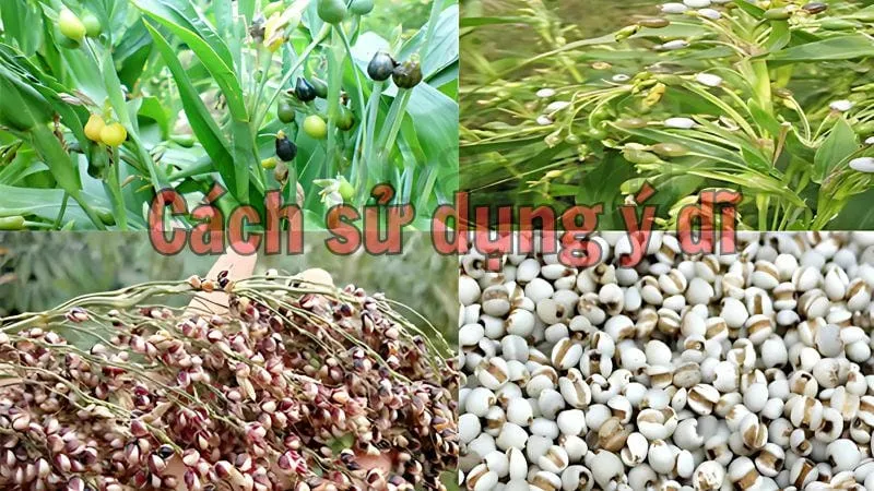 Cách sử dụng ý dĩ