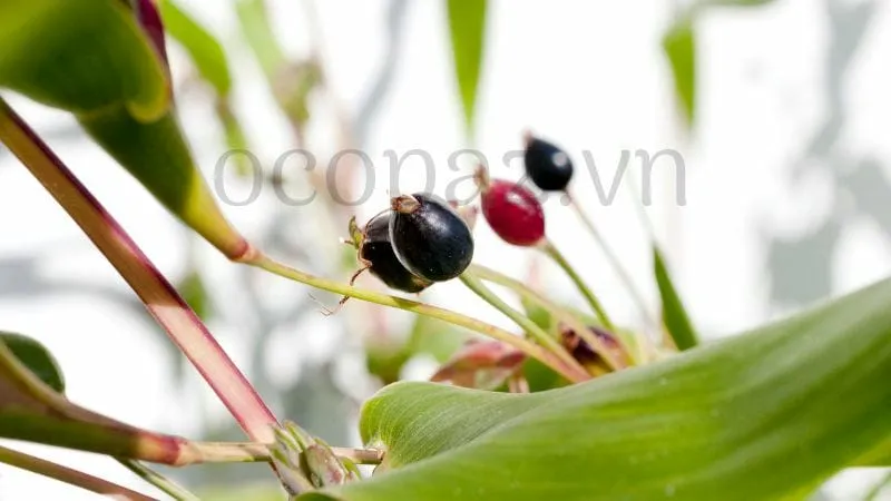 Bài thuốc làm đẹp da