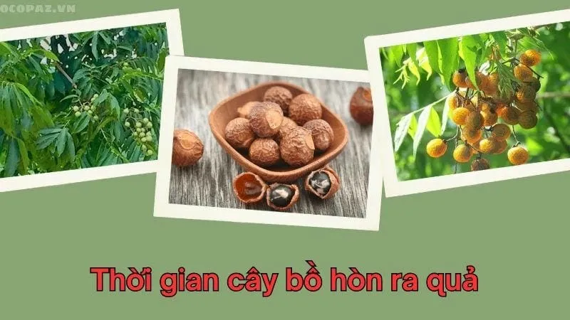 Thời gian cây bồ hòn ra quả