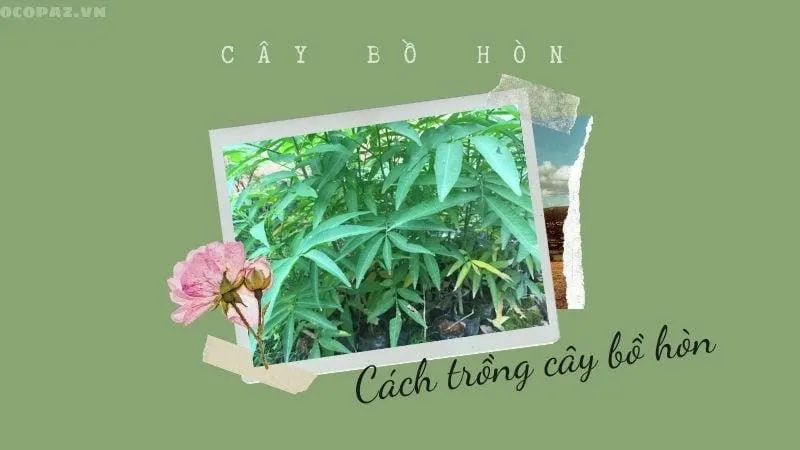 Cách trồng cây bồ hòn