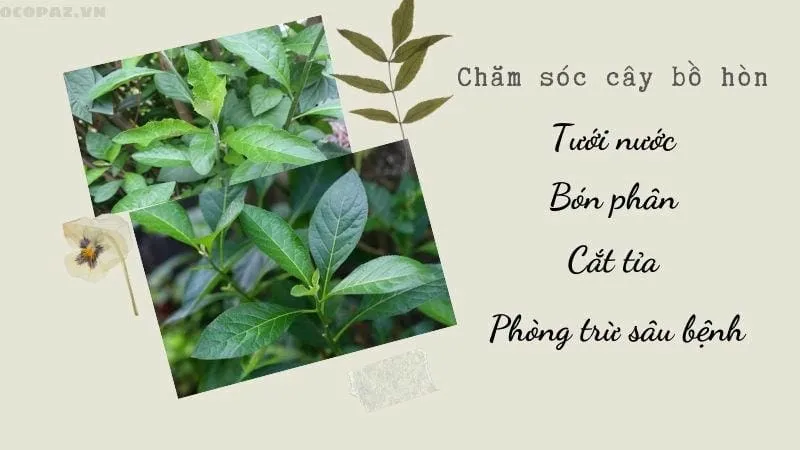 Chăm sóc cây bồ hòn