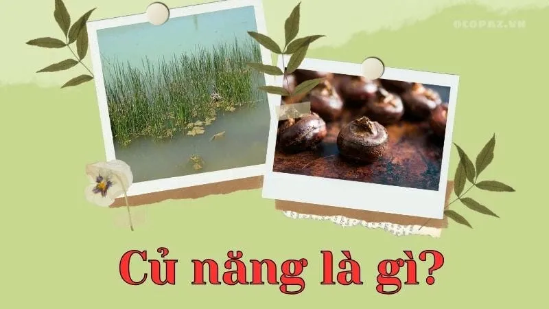 Củ năng là gì?