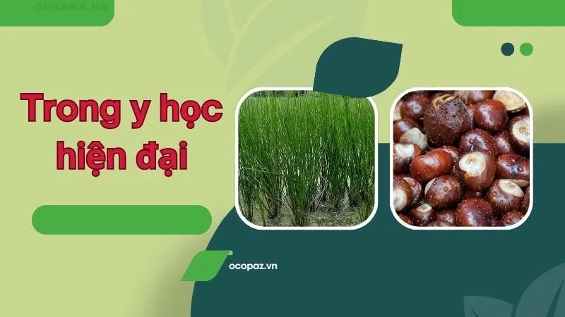 Công dụng của củ năng trong y học