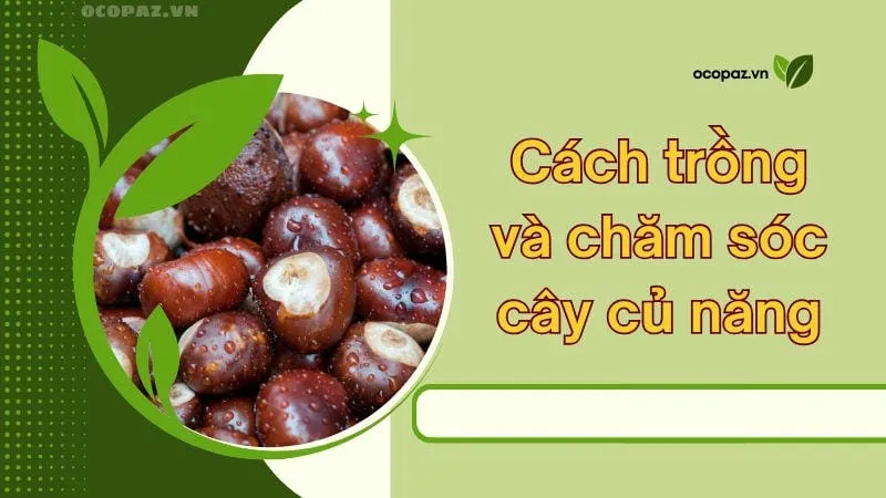 Cách trồng và chăm sóc cây củ năng