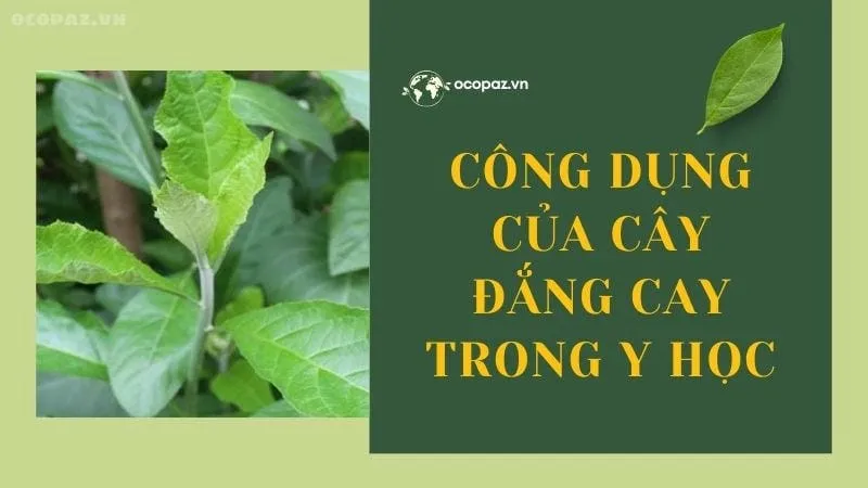 Công dụng của cây đắng cay trong y học