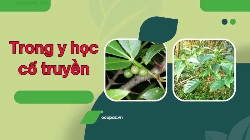 Trong y học cổ truyền