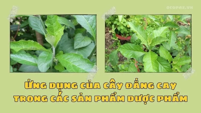 Ứng dụng của cây đắng cay trong các sản phẩm dược phẩm