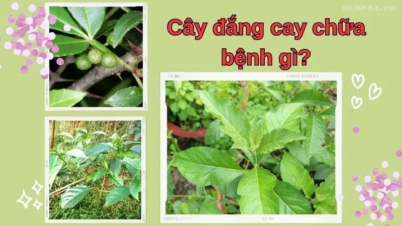 Cây đắng cay chữa bệnh gì?