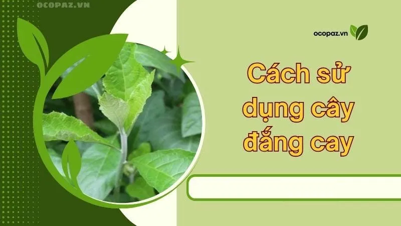 Cách sử dụng cây đắng cay