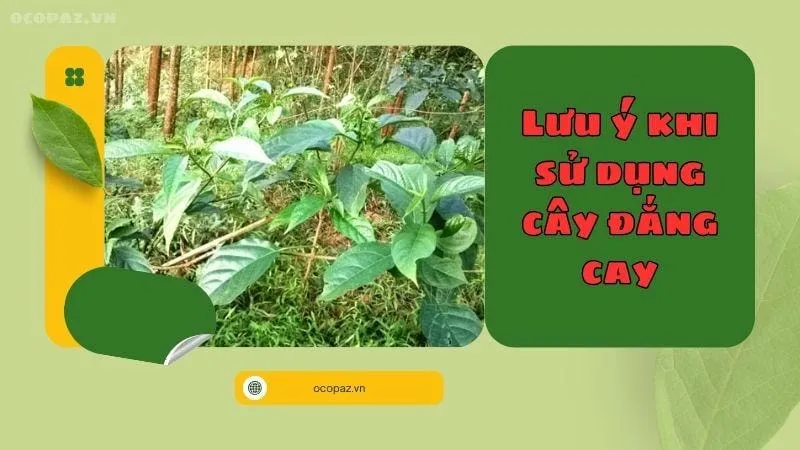 Lưu ý khi sử dụng cây đắng cay