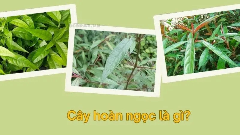 Hoàn ngọc là gì?