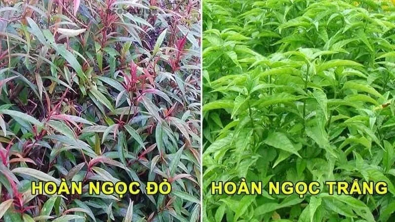 Các loại hoàn ngọc