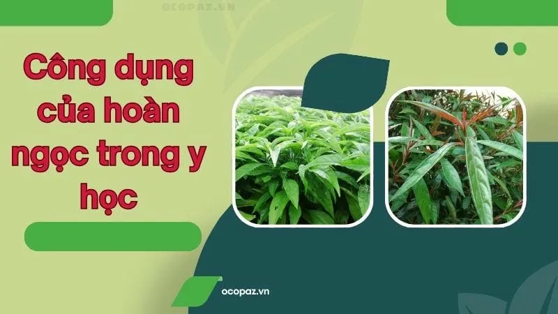 Công dụng của hoàn ngọc trong y học