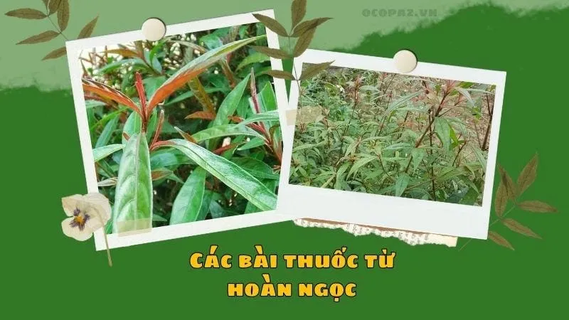 Các bài thuốc từ hoàn ngọc