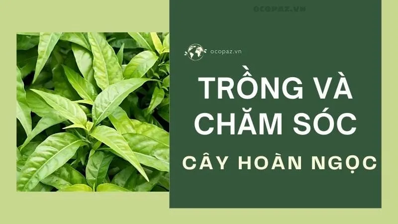 Trồng và chăm sóc cây hoàn ngọc