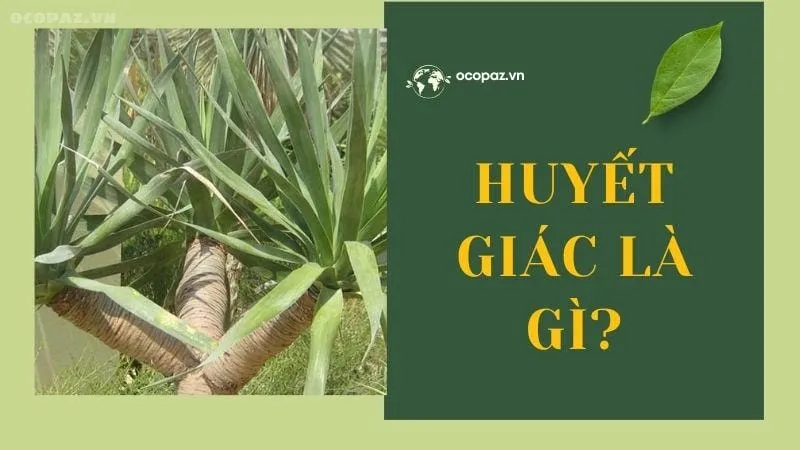 Huyết giác là gì?