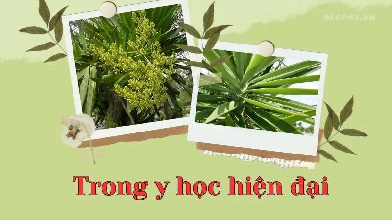 Công dụng của huyết giác trong y học