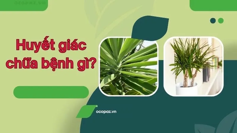 Huyết giác chữa bệnh gì?