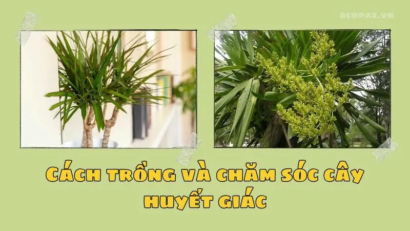 Cách trồng và chăm sóc cây huyết giác