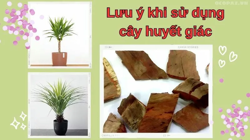 Lưu ý khi sử dụng cây huyết giác