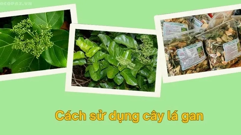 Cách sử dụng cây lá gan