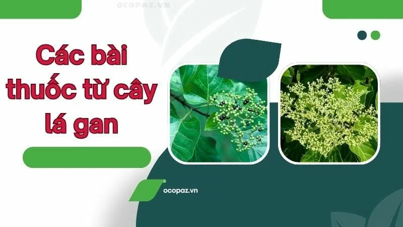 Các bài thuốc từ cây lá gan