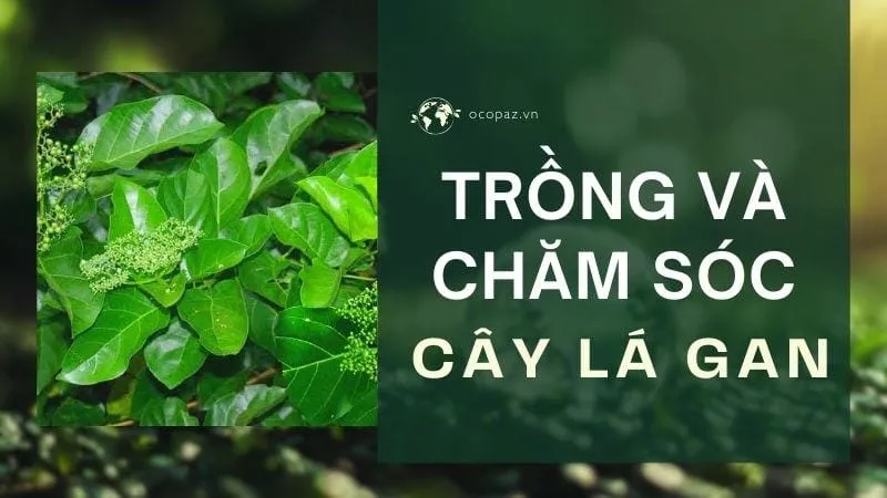 Trồng và chăm sóc cây lá gan