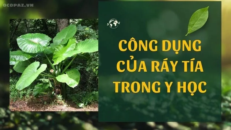 Công dụng của ráy tía trong y học