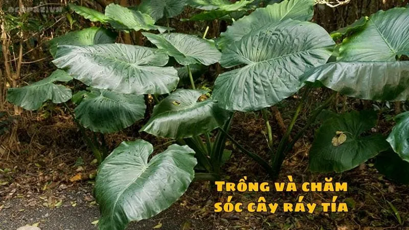 Trồng và chăm sóc cây ráy tía