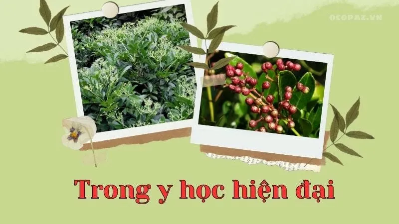 Công dụng của ưng bất bạc trong y học