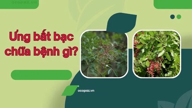 Ưng bất bạc chữa bệnh gì?