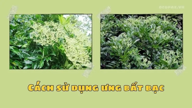 Cách sử dụng ưng bất bạc