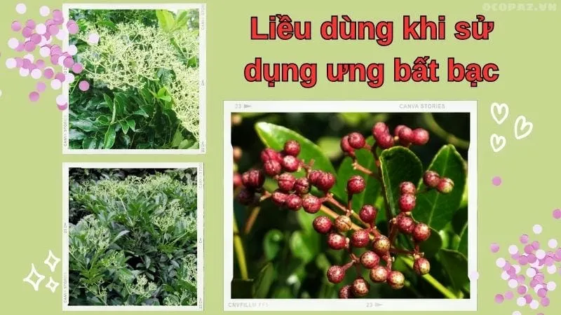 Liều dùng khi sử dụng ưng bất bạc