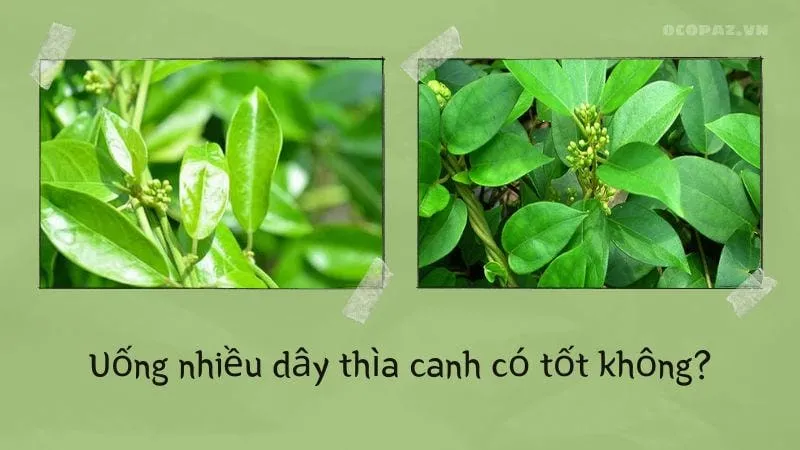 Uống nhiều dây thìa canh có tốt không?