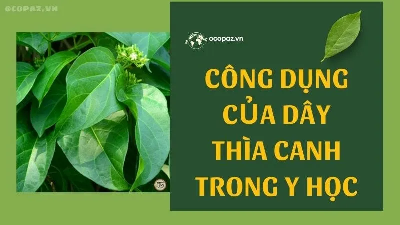 Công dụng của dây thìa canh trong y học