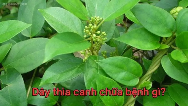 Dây thìa canh chữa bệnh gì?