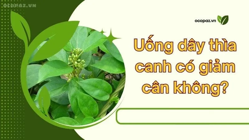 Uống dây thìa canh có giảm cân không?