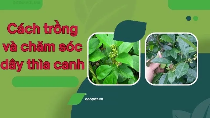 Cách trồng và chăm sóc dây thìa canh