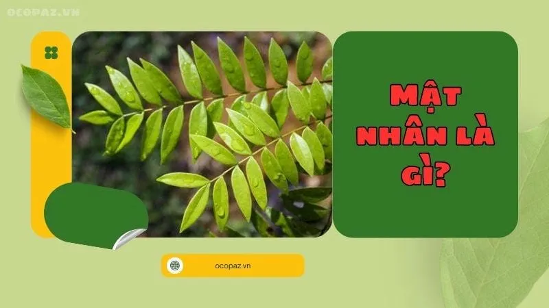 Mật nhân là gì?