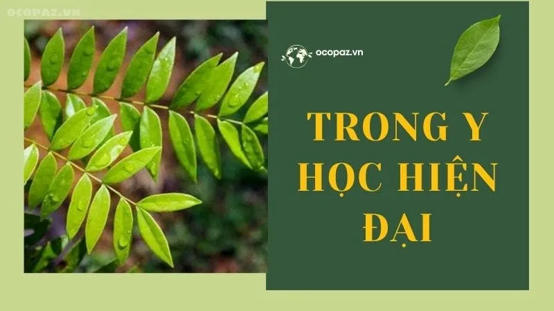 Công dụng của mật nhân trong y học