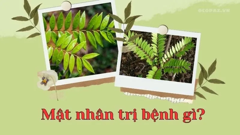 Mật nhân trị bệnh gì?